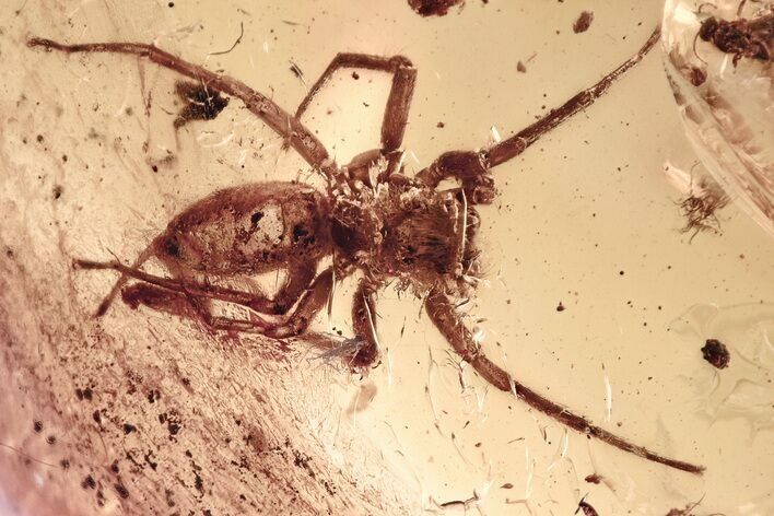 Large Detailed Fossil Jumping Spider (Salticidae) In Baltic Amber #328113